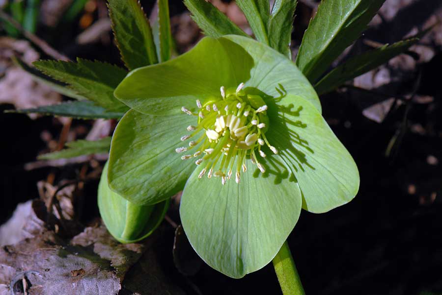 Helleborus viridis  / Elleboro verde